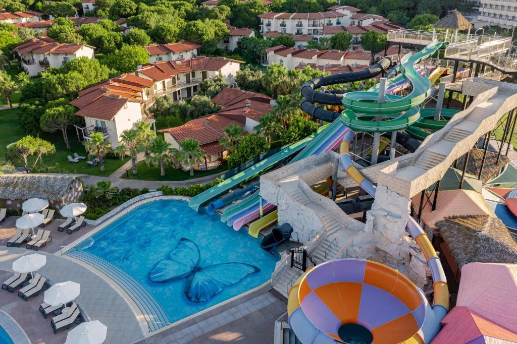 Papillon Belvil - Fotoja 2